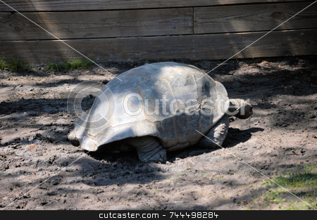 To use this stock image in your creative project, please select the size you need over to the right and click the "Add to Cart" button.
Your downloaded image will come with the Cutcaster watermark removed so don’t worry about the watermark you see on this page. Old turtle shell stock photo, An old turtle shell seen up close by Tim Markley