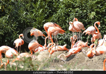 To use this stock image in your creative project, please select the size you need over to the right and click the "Add to Cart" button.
Your downloaded image will come with the Cutcaster watermark removed so don’t worry about the watermark you see on this page. Flamingos stock photo, A group of pink flamingos frolicing on the rocks by Tim Markley