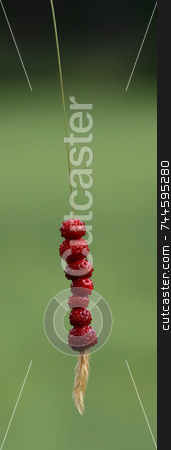 To use this stock image in your creative project, please select the size you need over to the right and click the "Add to Cart" button.
Your downloaded image will come with the Cutcaster watermark removed so don’t worry about the watermark you see on this page. Wild Strawberry stock photo, by Kjell Westergren