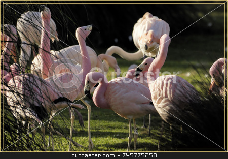 To use this stock image in your creative project, please select the size you need over to the right and click the "Add to Cart" button.
Your downloaded image will come with the Cutcaster watermark removed so don’t worry about the watermark you see on this page. Gathering of Pink stock photo, by Stefan Edwards