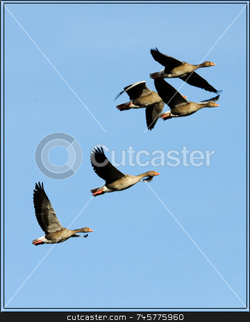 To use this stock image in your creative project, please select the size you need over to the right and click the "Add to Cart" button.
Your downloaded image will come with the Cutcaster watermark removed so don’t worry about the watermark you see on this page. Flight of Greylag Geese stock photo, Five geese in flight, from left to right, on plain blue sky background by Stefan Edwards