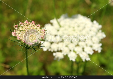 To use this stock image in your creative project, please select the size you need over to the right and click the "Add to Cart" button.
Your downloaded image will come with the Cutcaster watermark removed so don’t worry about the watermark you see on this page. Queen Anne's Lace Flower stock photo, Queen Anne's Lace (Daucus carota), a member of the parsnip family, by Jack Schiffer