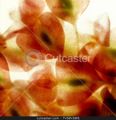 To use this stock image in your creative project, please select the size you need over to the right and click the "Add to Cart" button.
Your downloaded image will come with the Cutcaster watermark removed so don’t worry about the watermark you see on this page. Background Bloom stock photo, Flower heads taken through translucent paper by Paul Phillips