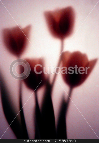 To use this stock image in your creative project, please select the size you need over to the right and click the "Add to Cart" button.
Your downloaded image will come with the Cutcaster watermark removed so don’t worry about the watermark you see on this page. Romance stock photo, Four tulips photographed behind art paper by Paul Phillips