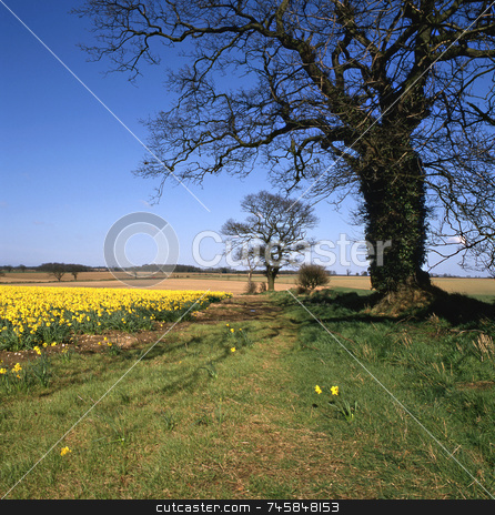 To use this stock image in your creative project, please select the size you need over to the right and click the "Add to Cart" button.
Your downloaded image will come with the Cutcaster watermark removed so don’t worry about the watermark you see on this page. Country Lane stock photo, Country lane in springtime with daffodils in fields by Paul Phillips