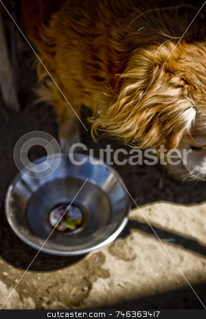To use this stock image in your creative project, please select the size you need over to the right and click the "Add to Cart" button.
Your downloaded image will come with the Cutcaster watermark removed so don’t worry about the watermark you see on this page. Homeless stock photo, A homeless man's dog walks away after drinking from a bowl. by Brett Benham