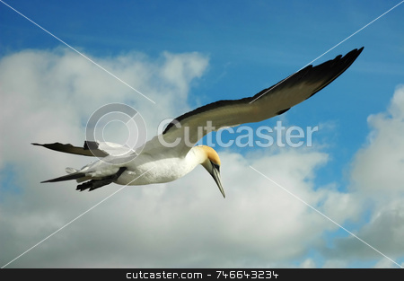 To use this stock image in your creative project, please select the size you need over to the right and click the "Add to Cart" button.
Your downloaded image will come with the Cutcaster watermark removed so don’t worry about the watermark you see on this page. Gannet in the sky stock photo, Beautiful yellow head bird flying in blue sky by Irina Yun
