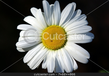 To use this stock image in your creative project, please select the size you need over to the right and click the "Add to Cart" button.
Your downloaded image will come with the Cutcaster watermark removed so don’t worry about the watermark you see on this page. Single Daisy On Black stock photo, One white daisy on a black background. by Lynn Bendickson