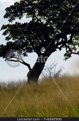 To use this stock image in your creative project, please select the size you need over to the right and click the "Add to Cart" button.
Your downloaded image will come with the Cutcaster watermark removed so don’t worry about the watermark you see on this page. Tree stock photo, by Aivlis Rios