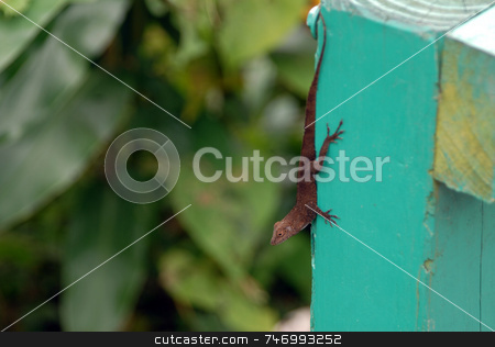 To use this stock image in your creative project, please select the size you need over to the right and click the "Add to Cart" button.
Your downloaded image will come with the Cutcaster watermark removed so don’t worry about the watermark you see on this page. Brownish lizard stock photo, by Aivlis Rios