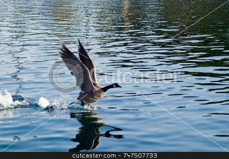 To use this stock image in your creative project, please select the size you need over to the right and click the "Add to Cart" button.
Your downloaded image will come with the Cutcaster watermark removed so don’t worry about the watermark you see on this page. Takeoff stock photo, Goose taking of from water into flight by Ron Johnson