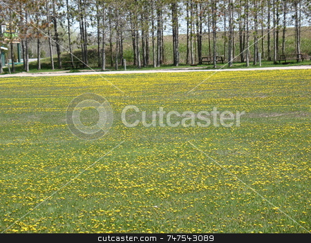 To use this stock image in your creative project, please select the size you need over to the right and click the "Add to Cart" button.
Your downloaded image will come with the Cutcaster watermark removed so don’t worry about the watermark you see on this page. A Carpet of Dandelions stock photo, Image of a carpet of dandelions in a field surrounded by trees. by Ray Carpenter