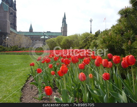 To use this stock image in your creative project, please select the size you need over to the right and click the "Add to Cart" button.
Your downloaded image will come with the Cutcaster watermark removed so don’t worry about the watermark you see on this page. Tulips Of May stock photo, Ottawa's Parliament Hill and some of the many fine flowerbeds there. by Michael Ge . . . .