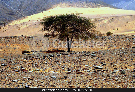 To use this stock image in your creative project, please select the size you need over to the right and click the "Add to Cart" button.
Your downloaded image will come with the Cutcaster watermark removed so don’t worry about the watermark you see on this page. Tree In The Desert stock photo, Tree in the sahara desert in mauritania by Kobby Dagan