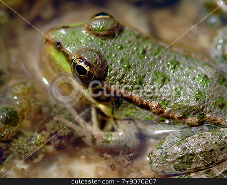 To use this stock image in your creative project, please select the size you need over to the right and click the "Add to Cart" button.
Your downloaded image will come with the Cutcaster watermark removed so don’t worry about the watermark you see on this page. Frog stock photo, Close up on frog in a swamp by Kobby Dagan