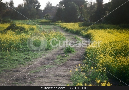 To use this stock image in your creative project, please select the size you need over to the right and click the "Add to Cart" button.
Your downloaded image will come with the Cutcaster watermark removed so don’t worry about the watermark you see on this page. Flowery dirt road stock photo, A dirt path lined with wild flowers by Rob Wright