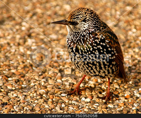To use this stock image in your creative project, please select the size you need over to the right and click the "Add to Cart" button.
Your downloaded image will come with the Cutcaster watermark removed so don’t worry about the watermark you see on this page. Starling stock photo, Close up on starling in London park by Kobby Dagan