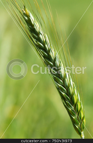 To use this stock image in your creative project, please select the size you need over to the right and click the "Add to Cart" button.
Your downloaded image will come with the Cutcaster watermark removed so don’t worry about the watermark you see on this page. Spike of wheat in the Spring . stock photo, Spike of wheat in the Spring with the green in deep. by Inacio Pires