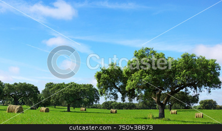 To use this stock image in your creative project, please select the size you need over to the right and click the "Add to Cart" button.
Your downloaded image will come with the Cutcaster watermark removed so don’t worry about the watermark you see on this page. Hay bayle in the field . stock photo, Hay bayle in the field of Portugal. by Inacio Pires