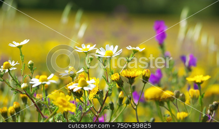 To use this stock image in your creative project, please select the size you need over to the right and click the "Add to Cart" button.
Your downloaded image will come with the Cutcaster watermark removed so don’t worry about the watermark you see on this page. Wild flowers. stock photo, Wild flowers in the field of Portugal. by Inacio Pires
