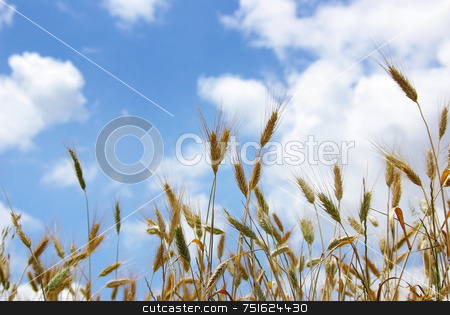 To use this stock image in your creative project, please select the size you need over to the right and click the "Add to Cart" button.
Your downloaded image will come with the Cutcaster watermark removed so don’t worry about the watermark you see on this page. Spikes of the wheat . stock photo, Spikes of the wheat with sky with clouds in deep. by Inacio Pires