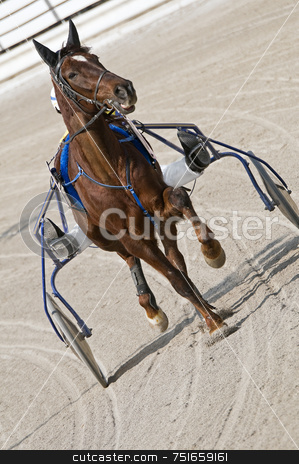 To use this stock image in your creative project, please select the size you need over to the right and click the "Add to Cart" button.
Your downloaded image will come with the Cutcaster watermark removed so don’t worry about the watermark you see on this page. Harness racing stock photo, Trot horse riding in a race track by Massimiliano Leban
