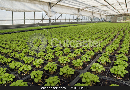 To use this stock image in your creative project, please select the size you need over to the right and click the "Add to Cart" button.
Your downloaded image will come with the Cutcaster watermark removed so don’t worry about the watermark you see on this page. Basil stock photo, Small basil plants in a greenhouse by Massimiliano Leban
