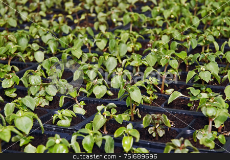 To use this stock image in your creative project, please select the size you need over to the right and click the "Add to Cart" button.
Your downloaded image will come with the Cutcaster watermark removed so don’t worry about the watermark you see on this page. Small flower plants stock photo, Close-up of small flower plants in a greenhouse by Massimiliano Leban