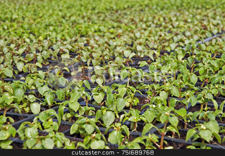 To use this stock image in your creative project, please select the size you need over to the right and click the "Add to Cart" button.
Your downloaded image will come with the Cutcaster watermark removed so don’t worry about the watermark you see on this page. Small flower plants stock photo, Close-up of small flower plants in a greenhouse by Massimiliano Leban