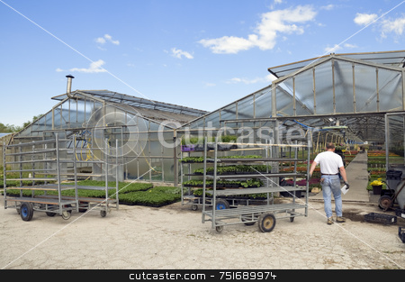 To use this stock image in your creative project, please select the size you need over to the right and click the "Add to Cart" button.
Your downloaded image will come with the Cutcaster watermark removed so don’t worry about the watermark you see on this page. Greenhouse stock photo, Man pulling a cart in a glasshouse to load plants by Massimiliano Leban