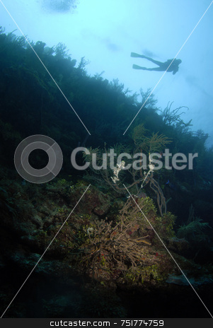 To use this stock image in your creative project, please select the size you need over to the right and click the "Add to Cart" button.
Your downloaded image will come with the Cutcaster watermark removed so don’t worry about the watermark you see on this page. Scuba Diver in Background stock photo, Scuba Diver Overhead by A Cotton Photo