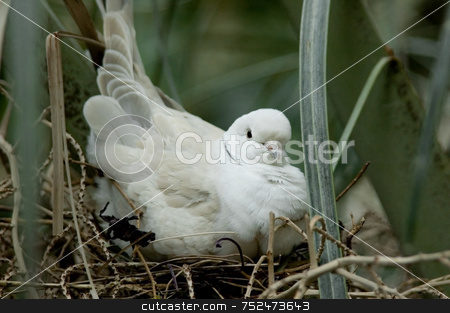 To use this stock image in your creative project, please select the size you need over to the right and click the "Add to Cart" button.
Your downloaded image will come with the Cutcaster watermark removed so don’t worry about the watermark you see on this page. Nesting Turtle Dove stock photo, Turtle dove in white and beige nesting within green foliage. by ngirl