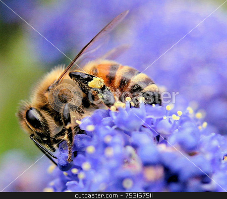 To use this stock image in your creative project, please select the size you need over to the right and click the "Add to Cart" button.
Your downloaded image will come with the Cutcaster watermark removed so don’t worry about the watermark you see on this page. Bumble bee on purple flower stock photo, A macro of a bee on a flower. by Lucy Clark