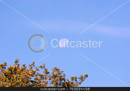 To use this stock image in your creative project, please select the size you need over to the right and click the "Add to Cart" button.
Your downloaded image will come with the Cutcaster watermark removed so don’t worry about the watermark you see on this page. DAYTIME MOON OVER AUTUMN TREES stock photo, Moon setting over autumn trees, taken looking up onto a tree by Joanna Szycik