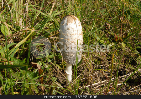 To use this stock image in your creative project, please select the size you need over to the right and click the "Add to Cart" button.
Your downloaded image will come with the Cutcaster watermark removed so don’t worry about the watermark you see on this page. White mushroom (Coprinus comatus) stock photo, A fungus called 'Shaggy Ink Cap' (Coprinus comatus) by Joanna Szycik