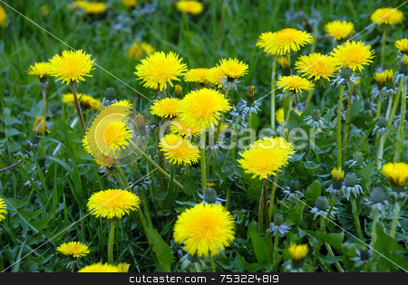 To use this stock image in your creative project, please select the size you need over to the right and click the "Add to Cart" button.
Your downloaded image will come with the Cutcaster watermark removed so don’t worry about the watermark you see on this page. Dandelions stock photo, Spring flower landscape. Dandelions on a sunny day. by Joanna Szycik