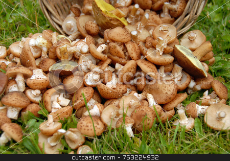 To use this stock image in your creative project, please select the size you need over to the right and click the "Add to Cart" button.
Your downloaded image will come with the Cutcaster watermark removed so don’t worry about the watermark you see on this page. Mushrooms in grass stock photo, Mushrooms on background of green grass. Autumn. by Joanna Szycik