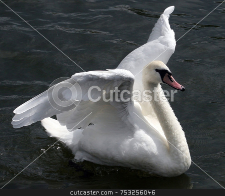 To use this stock image in your creative project, please select the size you need over to the right and click the "Add to Cart" button.
Your downloaded image will come with the Cutcaster watermark removed so don’t worry about the watermark you see on this page. Flapping Swan stock photo, A swan flappings its wings in a river. by Lucy Clark