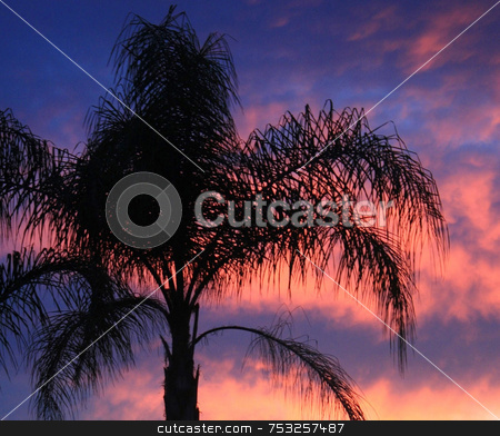 To use this stock image in your creative project, please select the size you need over to the right and click the "Add to Cart" button.
Your downloaded image will come with the Cutcaster watermark removed so don’t worry about the watermark you see on this page. Palm Tree at Sunset stock photo, A palm tree in sunset in Florida. by Lucy Clark