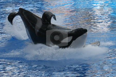 To use this stock image in your creative project, please select the size you need over to the right and click the "Add to Cart" button.
Your downloaded image will come with the Cutcaster watermark removed so don’t worry about the watermark you see on this page. Whale Splash stock photo, A Whale landing in the water making a splash by Lucy Clark