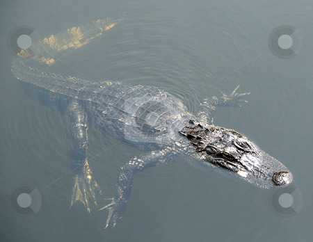 To use this stock image in your creative project, please select the size you need over to the right and click the "Add to Cart" button.
Your downloaded image will come with the Cutcaster watermark removed so don’t worry about the watermark you see on this page. Alligator stock photo, An alligator swimming in a lake by Lucy Clark