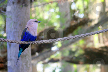 To use this stock image in your creative project, please select the size you need over to the right and click the "Add to Cart" button.
Your downloaded image will come with the Cutcaster watermark removed so don’t worry about the watermark you see on this page. Bird on Rope stock photo, A Bike perched on a rope by Lucy Clark