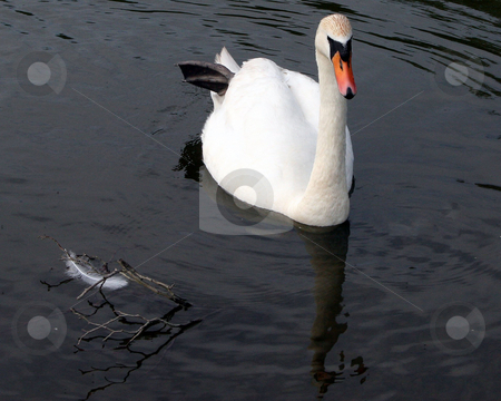 To use this stock image in your creative project, please select the size you need over to the right and click the "Add to Cart" button.
Your downloaded image will come with the Cutcaster watermark removed so don’t worry about the watermark you see on this page. Swan And A Feather stock photo, A swan and a feather in a lake. by Lucy Clark