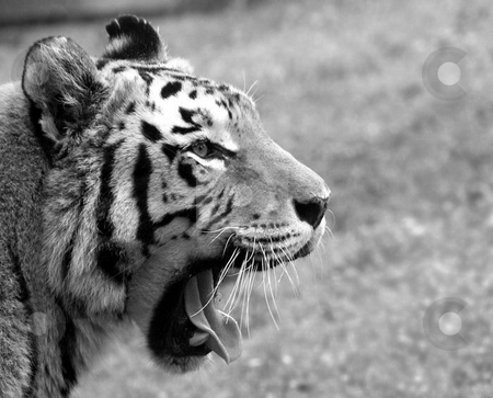 To use this stock image in your creative project, please select the size you need over to the right and click the "Add to Cart" button.
Your downloaded image will come with the Cutcaster watermark removed so don’t worry about the watermark you see on this page. Tiger Yawn stock photo, A tiger yawning. Head shot with tongue. by Lucy Clark