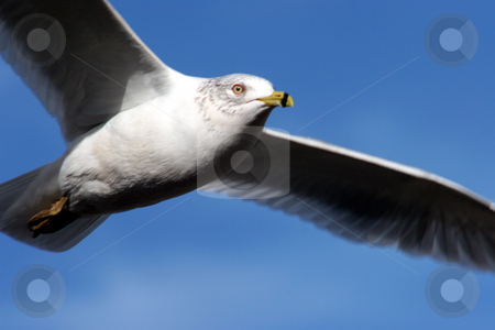 To use this stock image in your creative project, please select the size you need over to the right and click the "Add to Cart" button.
Your downloaded image will come with the Cutcaster watermark removed so don’t worry about the watermark you see on this page. The Flying Seagull stock photo, A seagull flying overhead with blue sky. by Lucy Clark