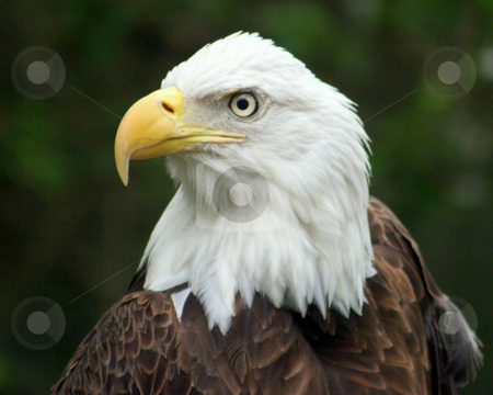 To use this stock image in your creative project, please select the size you need over to the right and click the "Add to Cart" button.
Your downloaded image will come with the Cutcaster watermark removed so don’t worry about the watermark you see on this page. The Proud Eagle stock photo, An eagle looking proud in a zoo. by Lucy Clark