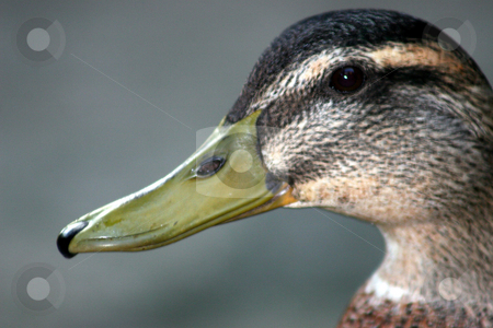 To use this stock image in your creative project, please select the size you need over to the right and click the "Add to Cart" button.
Your downloaded image will come with the Cutcaster watermark removed so don’t worry about the watermark you see on this page. Duck Face stock photo, A close up of the face of a duck. by Lucy Clark