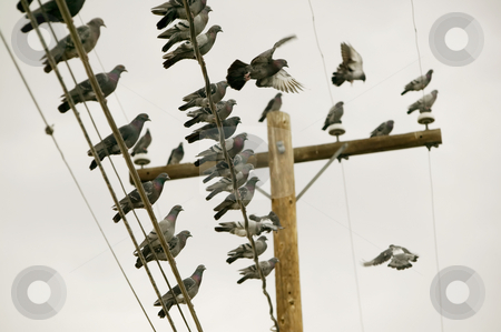 To use this stock image in your creative project, please select the size you need over to the right and click the "Add to Cart" button.
Your downloaded image will come with the Cutcaster watermark removed so don’t worry about the watermark you see on this page. Pigeons on a Wire stock photo, Flock of pigeons perched on a power line. by Scott Griessel