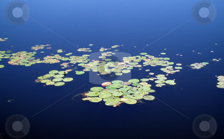To use this stock image in your creative project, please select the size you need over to the right and click the "Add to Cart" button.
Your downloaded image will come with the Cutcaster watermark removed so don’t worry about the watermark you see on this page. Lily Pads stock photo, Some green lily pads on a lake. by Lucy Clark