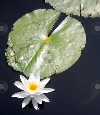 To use this stock image in your creative project, please select the size you need over to the right and click the "Add to Cart" button.
Your downloaded image will come with the Cutcaster watermark removed so don’t worry about the watermark you see on this page. Lily Pad stock photo, A lily pad and lily by Lucy Clark
